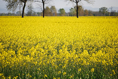 primavera