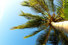 National Tree of Maldives