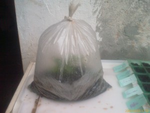 Estacas de galhos com o saco fechado