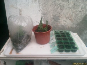 Propagação