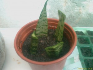 Propagação por estacas de folhas - espada-de-são-jorge