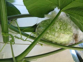 Abobora