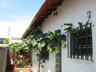Abobora casa