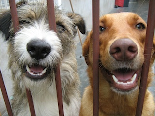 Meus dois sócios